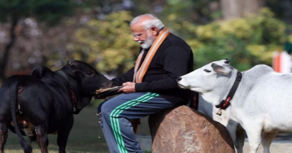 punganur cow with PM Modi ji