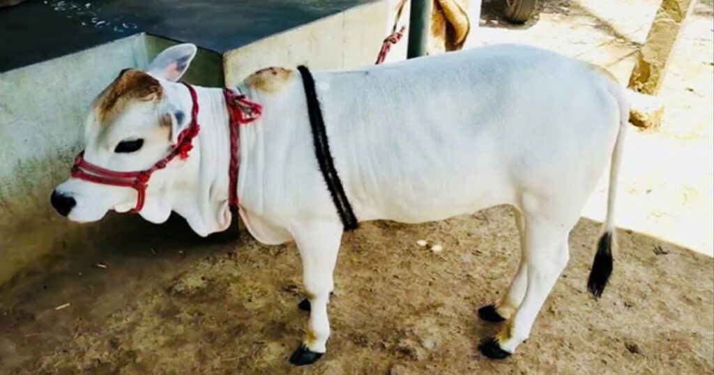 Hybrid punganur cow 