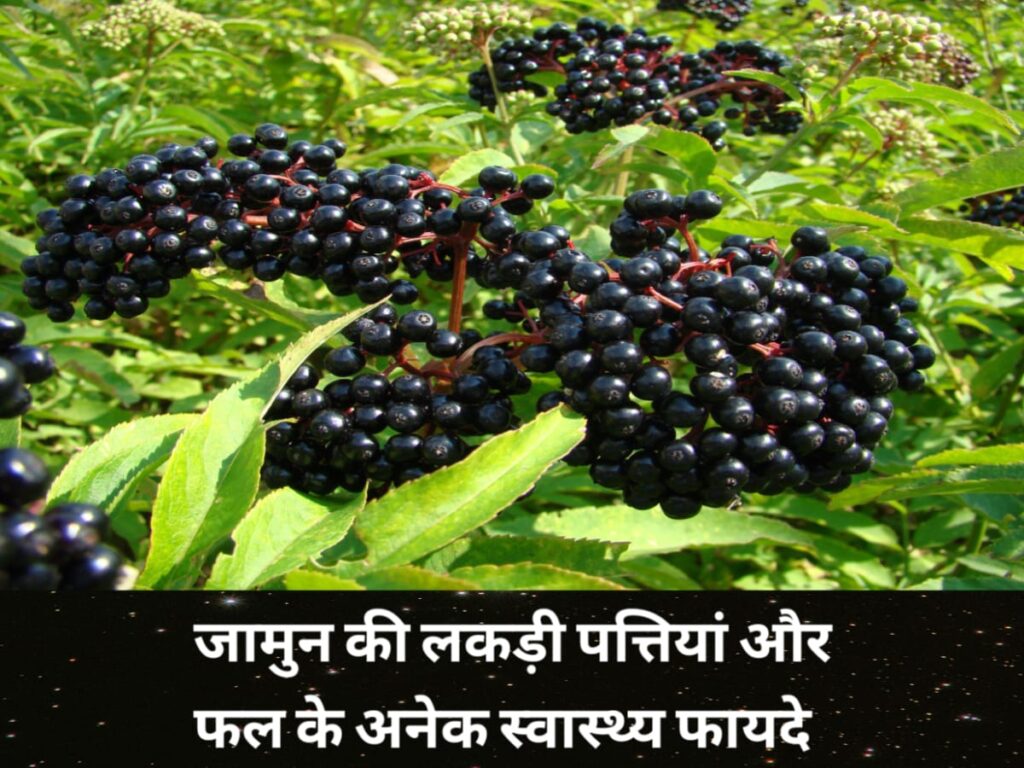 Jamun