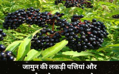 Jamun